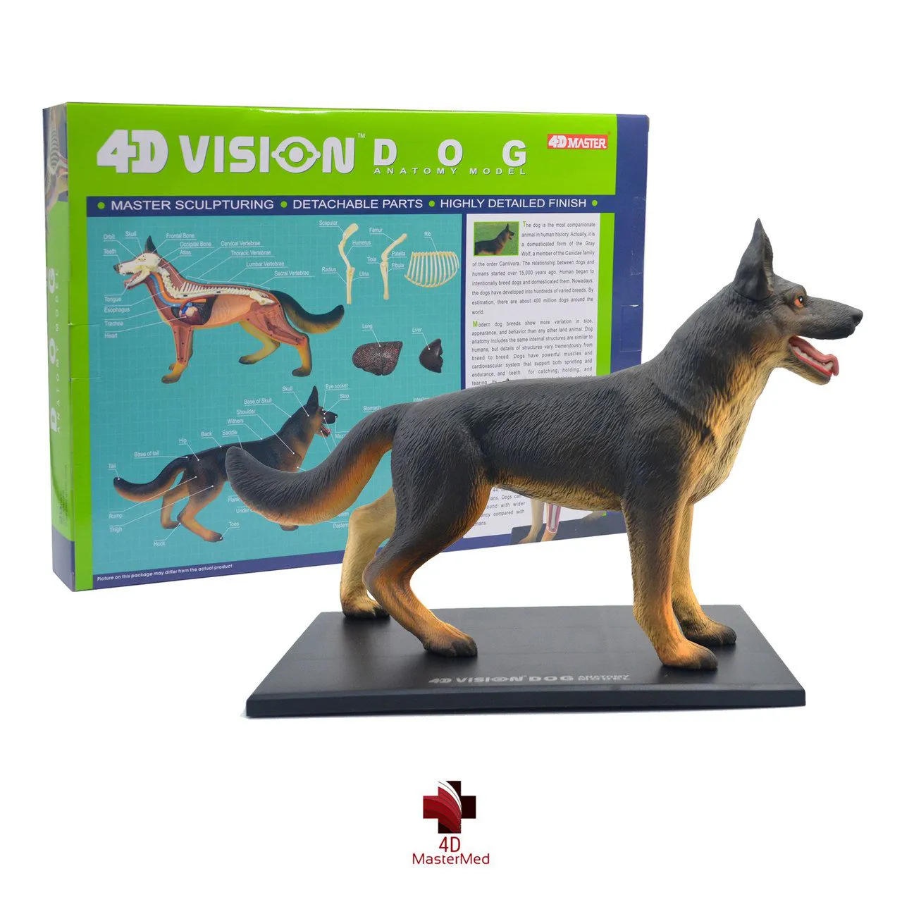 ANATOMIA DO CACHORRO 4D VISION DOG ANATOMY MODEL 4D MASTER
